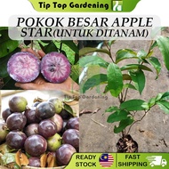 Pokok Besar Apple Star Untuk Ditanam Pokok Hidup Real Live Plant Apple Susu 金星果