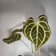 克萊恩王花燭 | 黑鳳凰花燭錦 | 短莖薄荷龜背竹 | 铜鑼燒花燭 | 宏偉蔓綠絨 | 焦糖大理石蔓綠絨 | 奢華蔓綠絨 | 小豆樹 | 傑克林海芋 | 喜蔭花