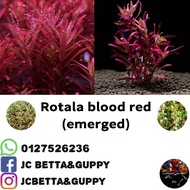 aquascape plant- Rotala Blood Red (emerged)(duan darat) 血红宫廷草