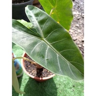 keladi hutan (alocasia longiloba)