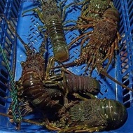 Udang Lobster Laut 1 Kg Best Seller