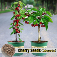 [Easy To Grow In Philippines] 20pcs Edible Dwarf Cherry Seeds Fruit Seeds for Planting Cherry Fruit 