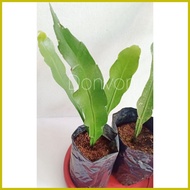 ♚ ✑ ◴ Queen of the Night (Live Plant)