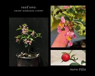เชอรี่แคระ🍒กระถาง 3"(นิ้ว) Dwarf barbados cherry บอนไซ mini bonsai