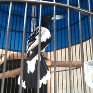 burung jagal papua blorok rawatan