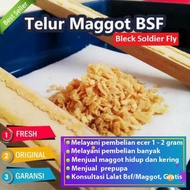 BSF Fly Eggs Alternative Animal Feed 10 grams