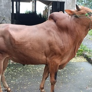 Sapi Qurban Madura