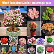 High Quality Bonsai Seeds (100pcs/bag) Succulent Plant Seeds for Sale 多肉植物 Succulent Seed Rabbit Ears Flower Plant Seed