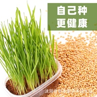 Cat Grass Seeds Wheat Barley Ryegrass Seeds Grass Seeds Hydroponic Soil Cultivation Planting Plant S