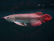 Arowana Super Red Kapuas darah merah berkualiti tinggi dengan Cert &amp; Chip 8 "inci