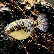 Ikan Buntal Jumbo Air Tawar / Ikan Fugu / Ikan Hias