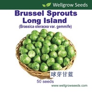 Brussel Sprouts Long Island (50sds) 球芽甘蓝 Pucuk Brussel Vegetable Seeds Wellgrow Seeds