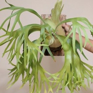 千手觀音鹿角蕨 - Platycerium SSFong
