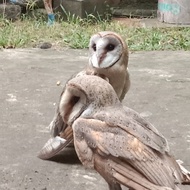 burung hantu tyto alba