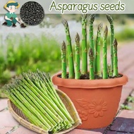 [100% Original] Asparagus Seeds for Sale Organic Vegetables Seeds for Planting (30pcs Seeds) Vegetab