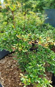 BUCIDA PLANT | LIVE PLANT | BIG
