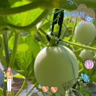 MIHAN 30pcs Mesh melon hook, Mesh melon cantaloupe Hanging Hook, long Elizabeth cantaloupe Hooks for