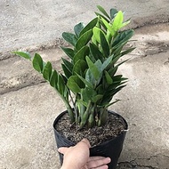 Money pot size 40-50cm pasu bunga hiasan for garden interior decoration