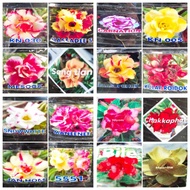 1.0 SPECIAL ORDER ( Adenium Thailand / Kemboja Thailand / Dessert Rose )