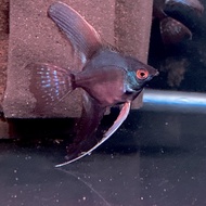 Manfish avatar Veiltail / angelfish veiltail / ikan hias air tawar