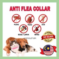 ANTI FLEA COLLAR | KOLAR KUTU KUCING ANJING