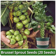 High Yield Organic Brussel Sprouts Seed Vegetable Seeds for Pot Planting (20 Seed) 抱子甘蓝种子 Fresh Brus