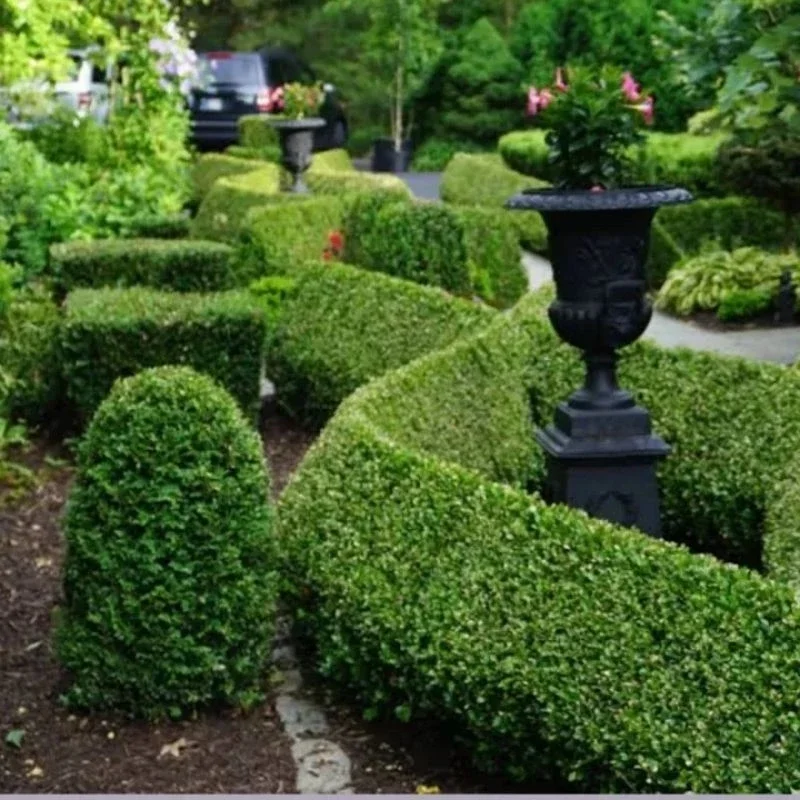 Tanaman pagar teh tehan paket 20 pohon(bunga out door)