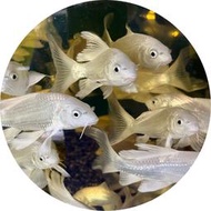 【祐陞水族工作室】白金蝴蝶龍鯉7-9cm