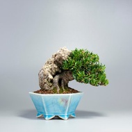 【附石盆景】綠意盆景 送禮推薦 精緻盆景