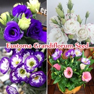 【Buy 2 Get 1 Free】Singapore Ready Stock 100PCS Eustoma Grandiflorum Flower Seeds Bonsai Eustoma Lisi
