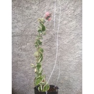 hoya compacta regalis