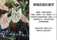 心栽花坊-草莓奶昔彩葉芋/彩葉芋/5吋盆/觀葉植物/室內植物/售價400特價300