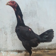 Ayam Pakhoy Betina Usia Siap Produksi F1 Anak Import - Pakhoy Dorong Brakot Drumband