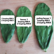 Cactus opuntia 仙人掌 有机&天然/ Organic (🌵1 keping RM 3.00🌵 2 keping RM 2.50)