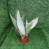 (READY STOCK) SANSEVIERIA SILVER QUEEN