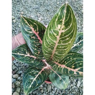 🤪CRAZY SALES 🤪👉 Aglaonema Black Widuri