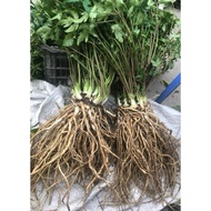 2 roots/1 kg ginseng turtle