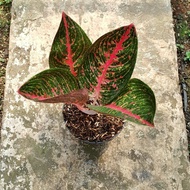 aglaonema adelia