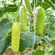 Benih Timun Putih (20 Seeds)/ 白玉黄瓜籽 / White Cucumber Seeds