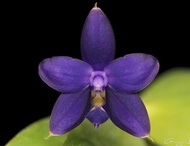 Phal.violacea "indigo" x Phal.bellina  / 蝴蝶蘭瓶苗
