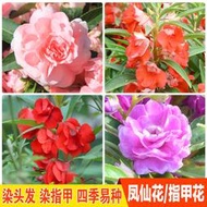 ⑧比鳳仙花種籽子重瓣花陽盆栽室內學生實驗四季易種染指甲花花籽jqby