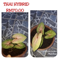 Keladi Thai Hybrid/ Imported thai caladium Hybrid (saiz pokok seperti didalam gambar).