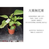 心栽花坊-大果無花果/4吋/無花果/水果苗/售價280特價220