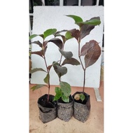 pokok puding belacan pokok hidup