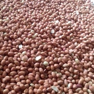 KACANG TANAH MENTAH.