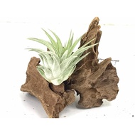 Tillandsia Ionantha Aff Stricta - Air Plant