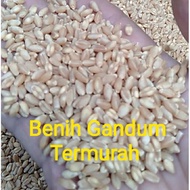 PUTIH 5 KILOGRAM Of White Wheat Seeds - Wheat Grass Seeds - Cat Grass Seeds