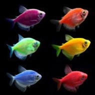 Ornamental Koi Fish, Glow Fish, Chana, OSCAR, Goldfish, etc.