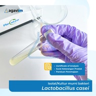 Kultur/ isolat bakteri Lactobacillus casei