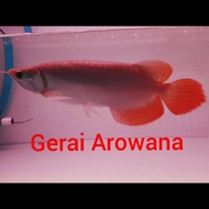 ikan arwana super red +-30 bakat sumo
